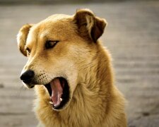 Streuender Hund. Quelle: Screenshot YouTube