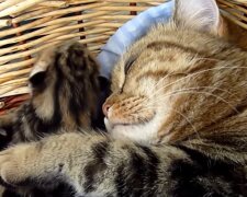 Katze mit Babies. Quelle: Youtube Screenshot