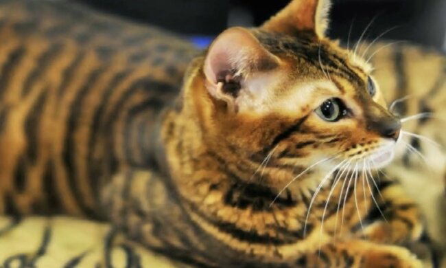 Kater. Quelle: Screenshot YouTube