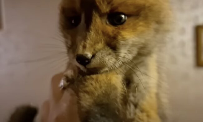 Fuchs. Quelle: Screenshot YouTube