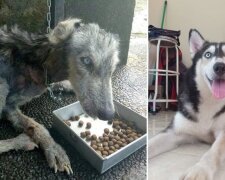 Wie ein erschöpfter Husky auf den Bali-Inseln gerettet wurde