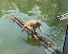 Affe mit einem Floß. Quelle: Screenshot YouTube