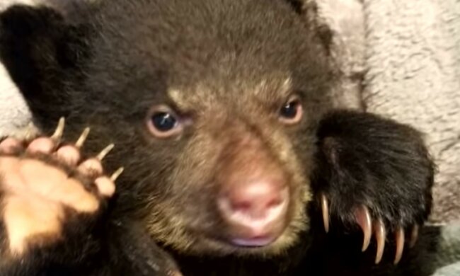 Kolossale Bemühungen, um das Baby zu retten. Quelle: Screenshot YouTube