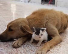 Sie fanden sich: Ein Waisenkätzchen wurde der beste Freund eines Hundes, der die Welpen verloren hat