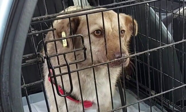 Wunder geschehen: Zwei unzertrennliche Hunde, die ihre Hundehütte verloren hatten, fanden eine neue Mutter