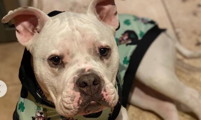 Pitbull Tonka. Quelle: Instagram