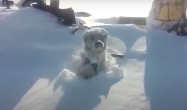 Hund im Schnee. Quelle: Screenshot YouTue