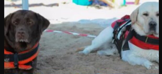 Drei Rettungshunde retten vierzehn Strandbesucher, darunter auch Kinder