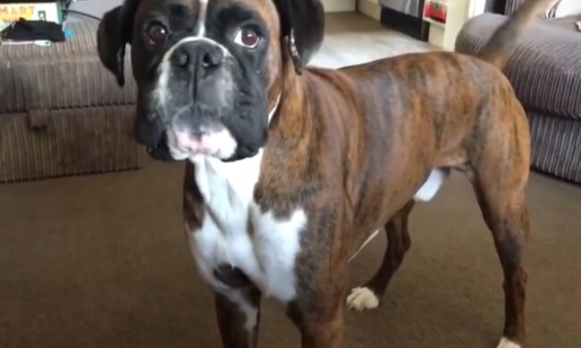 Dixie. Quelle: Youtube Screenshot