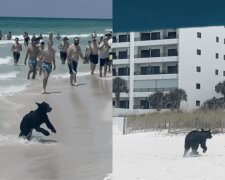 Kam aus dem Meer: Die Menschen waren überrascht, einen Schwarzbären am Strand zu sehen