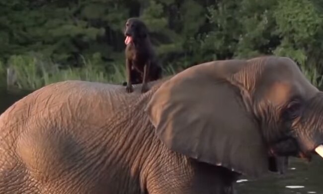 Unglaubliche Freundschaft. Quelle: Screenshot YouTube