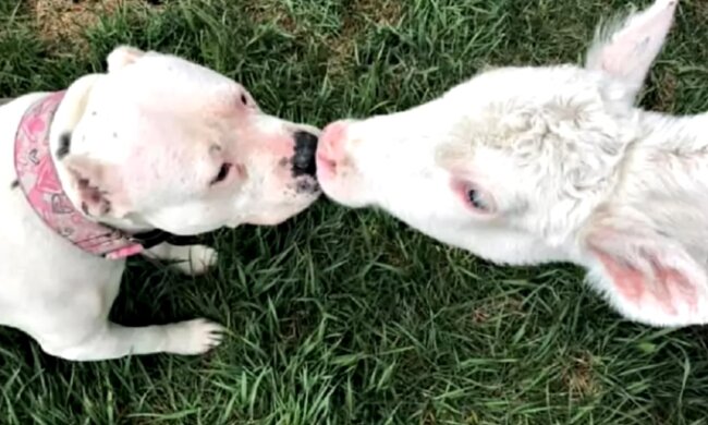 Erstaunliche Freundschaft unterschiedlicher Tiere. Quelle: Screenshot YouTube