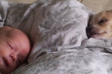 Ein wahres Wunder: Der Arzt empfahl einen Hund für krankes Kind zu besorgen