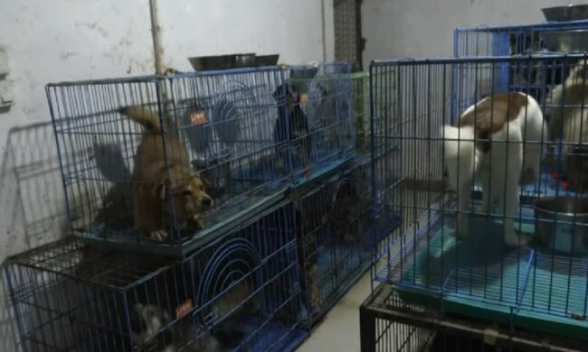 Chinesin nahm einen Welpen und konnte nicht aufhören: Sie hat jetzt 1300 Hunde