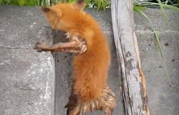 Retter gaben dem Fuchs, der in einen Brunnen fiel, ein "zweites Leben"