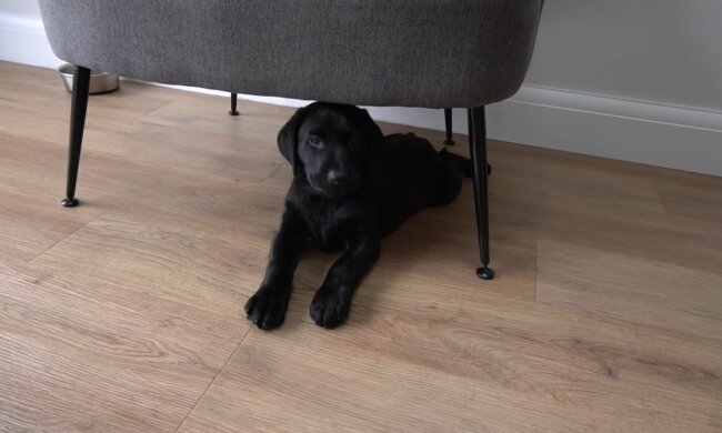 Labrador Welpe. Quelle: Youtube Screenshot