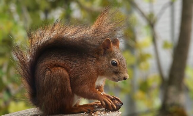 Eichhörnchen. Quelle: Screenshot Youtube