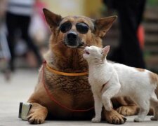 Untrennbare Freunde: der Hund Wanzai und die Katze Mimi können ohne einander nicht leben