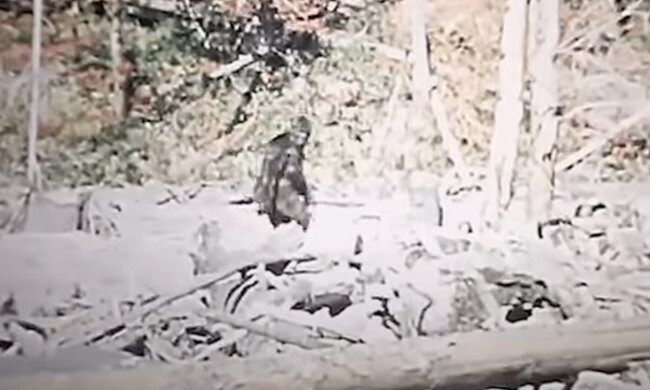 Sasquatch. Quelle: Screenshot YouTube