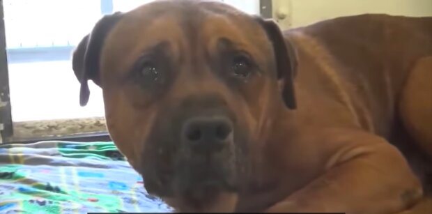 Der Hund weint. Quelle: Youtube Screenshot