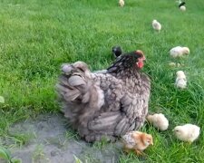 "Es sieht nicht nach Eiern aus": Eine Henne hat angefangen, Nüsse zu legen
