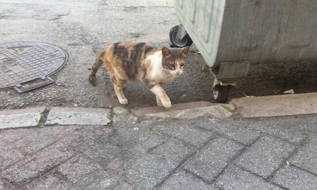 Streunende Katze. Quelle: Youtube Screenshot