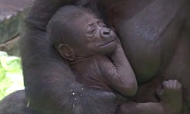 Flachlandgorillababy. Quelle: Screenshot Youtube