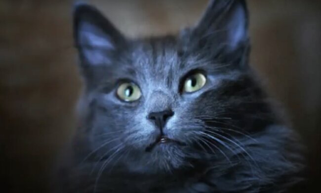 Katze. Quelle: Screenshot YouTube