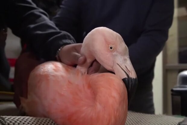 Flamingo namens Coro-Coro. Quelle: Screenshot Youtube