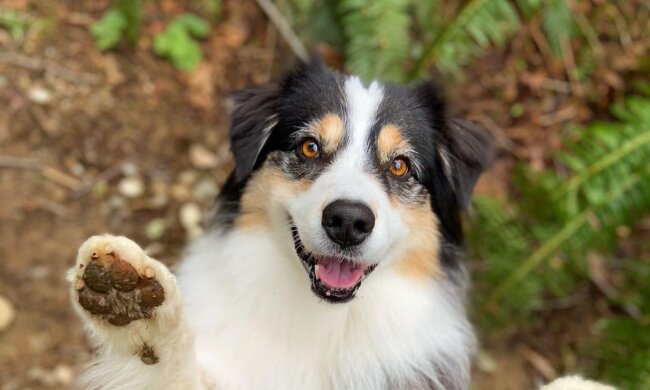 Hündin Secret. Quelle: Screenshot Youtube