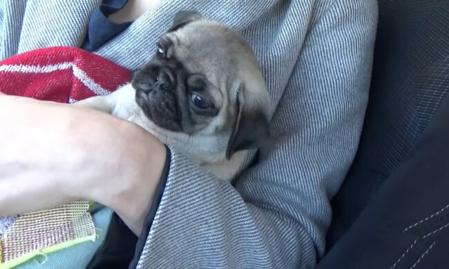 Mila. Quelle: Youtube Screenshot