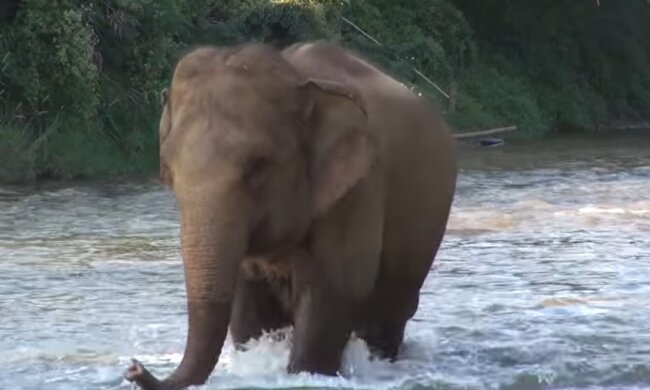 Elefant. Quelle: Youtube Screenshot