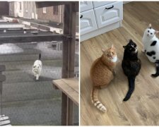 Kätzchen Ziggy, Gerrie und Loki. Quelle: Screenshot Youtube