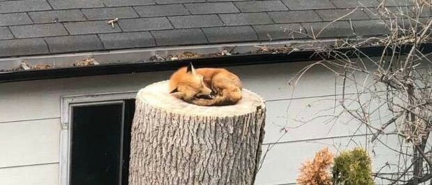 Ein Fuchs, der ruhig auf einem großen Baumstumpf schläft, hat Tausende von Menschen auf der ganzen Welt erstaunt und interessiert