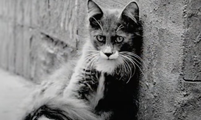 Grauer Kater. Quelle: Screenshot YouTube