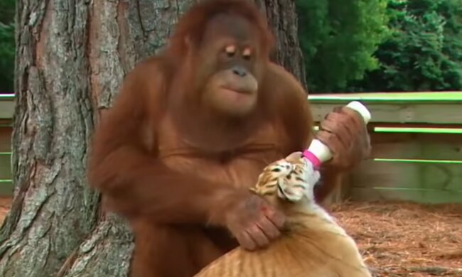 Orang-Utan-Weibchen adoptierte Tigerbabys. Quelle: Screenshot Youtube