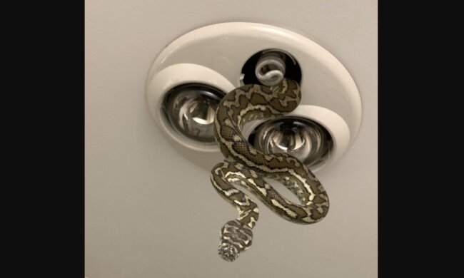In Australien kam eine Python aus einer Leuchte, wenn Kinder sich vor dem Schlafengehen die Zähne putzten
