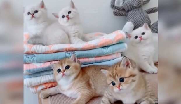 Kleine Kätzchen. Quelle: YouTube Screenshot