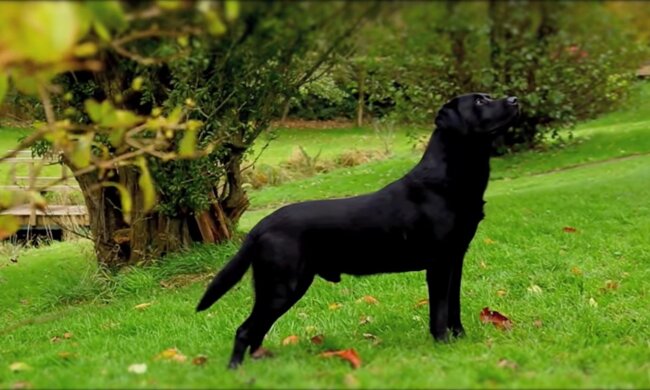 Der Hund. Quelle: Youtube Screenshot