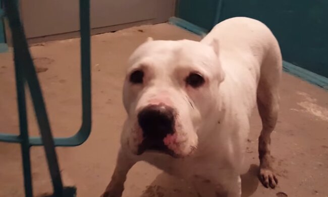 Tierheimhund. Quelle: Screenshot Youtube