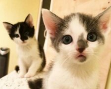 Kätzchen ohne Mutter drängten sich auf der Straße zusammen und fanden einen "temporären Vater"