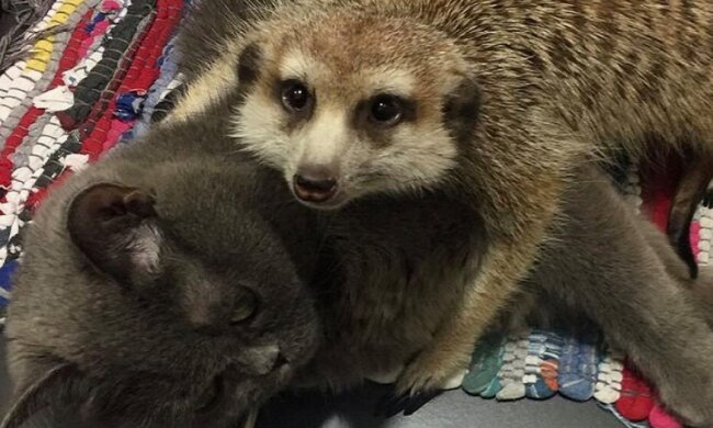 Bobby, Nyce. Quelle: mimimetr