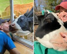 Echte Dankbarkeit: Die gerettete Kuh verbirgt ihre Liebe gegenüber dem Besitzer nicht