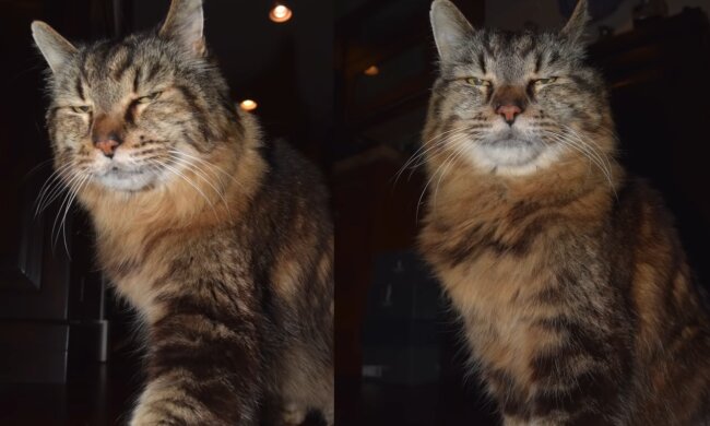 Opa Rex Allen. Quelle: YouTube Screenshot