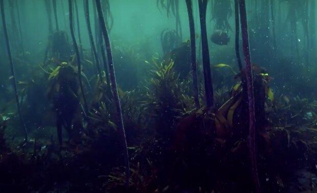 Unterwasserwälder. Quelle: Screenshot YouTube
