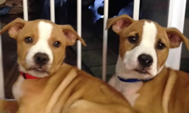 Charmante Familie. Quelle: Screenshot YouTube