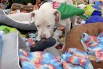 Hund und Spielzeuge. Quelle: TikTok