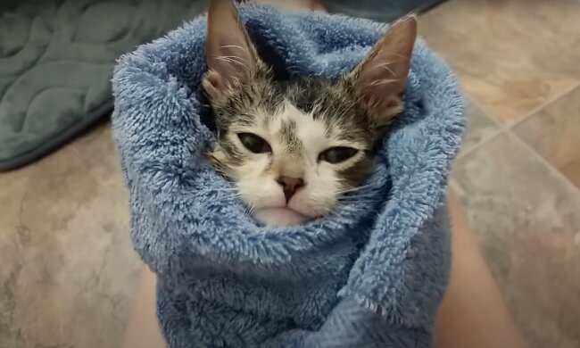 Pflegen mit Liebe: Das besondere Kätzchen muss nach jeder Mahlzeit in eine Decke eingewickelt werden