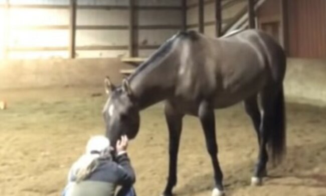 Das Pferd hörte das Weinen der Besitzerin: um sie zu beruhigen, brachte es ihr ein Stück Heu anstelle eines Taschentuchs