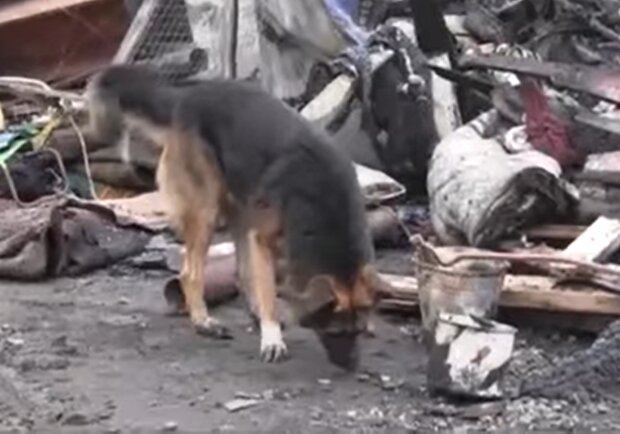 Hund wartete einen Monat lang auf die Rückkehr seines Besitzers. Quelle: Screenshot Youtube